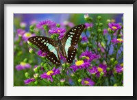 The Lesser Jay Butterfly Fine Art Print