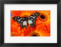 The Veined Swordtail Butterfly Fine Art Print