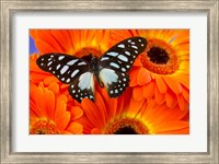 The Veined Swordtail Butterfly Fine Art Print