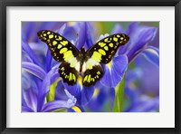 Electric Green Swallowtail Butterfly Fine Art Print