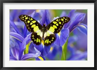 Electric Green Swallowtail Butterfly Fine Art Print