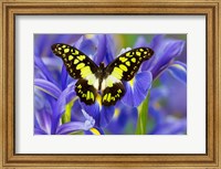 Electric Green Swallowtail Butterfly Fine Art Print