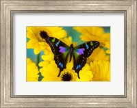 Purple Spotted Swallowtail Butterfly Fine Art Print