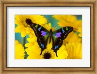 Purple Spotted Swallowtail Butterfly Fine Art Print