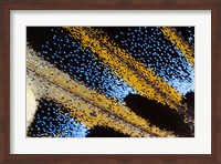 Close-Up Detail Wing Pattern Of Tropical Butterfly Fine Art Print