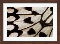 Wing Pattern Of Tropical Butterfly 1 Fine Art Print