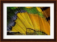 Wing Pattern Of Tropical Butterfly 2 Fine Art Print