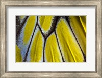 Wing Pattern Of Tropical Butterfly 3 Fine Art Print