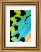 Wing Pattern Of Tropical Butterfly 5 Fine Art Print