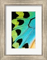 Wing Pattern Of Tropical Butterfly 5 Fine Art Print