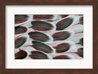 Parakeet Wing Feather Design Fine Art Print