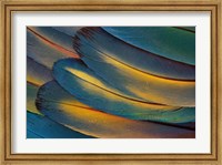 Scarlet Macaw Wing Feathers Fan Design Fine Art Print