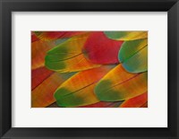 Harlequin Macaw Wing Feather Design Fine Art Print