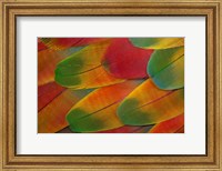 Harlequin Macaw Wing Feather Design Fine Art Print
