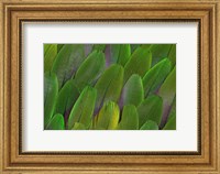 Green Wing Feathers Of A Parrot Fine Art Print