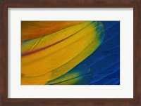 Scarlet Macaw Wing Covert Feathers 1 Fine Art Print
