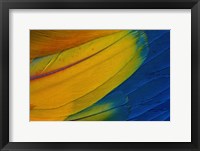 Scarlet Macaw Wing Covert Feathers 1 Fine Art Print
