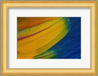 Scarlet Macaw Wing Covert Feathers 1 Fine Art Print