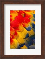 Scarlet Macaw Wing Covert Feathers 2 Fine Art Print