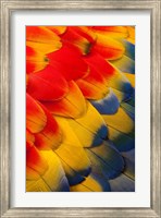 Scarlet Macaw Wing Covert Feathers 2 Fine Art Print