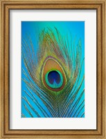 Male Peacock Display Tail Feathers 1 Fine Art Print