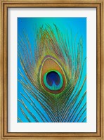 Male Peacock Display Tail Feathers 1 Fine Art Print