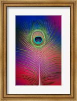 Male Peacock Display Tail Feathers 2 Fine Art Print