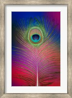 Male Peacock Display Tail Feathers 2 Fine Art Print