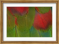 Breast Feathers Of Harlequin Macaw Fine Art Print