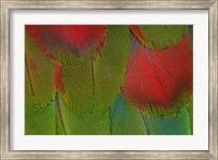 Breast Feathers Of Harlequin Macaw Fine Art Print