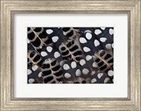 Spots Of White On Mearns Quails Feather Design Fine Art Print