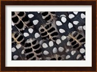 Spots Of White On Mearns Quails Feather Design Fine Art Print