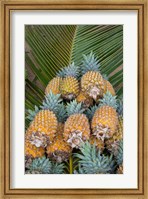 Kingdom Of Tonga, Vava'u Islands, Pineapples Fine Art Print