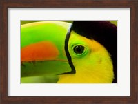 Keel-Billed Toucan, Belize City, Belize Fine Art Print