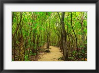 Protected Bird Rookery, Half-Moon Caye, Lighthouse Reef Atoll, Belize Fine Art Print