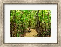 Protected Bird Rookery, Half-Moon Caye, Lighthouse Reef Atoll, Belize Fine Art Print