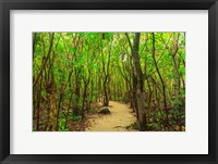Protected Bird Rookery, Half-Moon Caye, Lighthouse Reef Atoll, Belize Fine Art Print