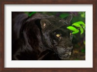 Black Jaguar, Belize City, Belize Fine Art Print