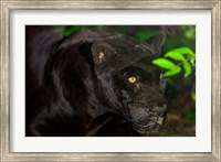 Black Jaguar, Belize City, Belize Fine Art Print