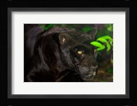 Black Jaguar, Belize City, Belize Fine Art Print