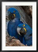 Brazil, Pantanal Wetlands, Hyacinth Macaw Mated Pair On Their Nest In A Tree Fine Art Print