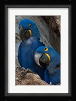 Brazil, Pantanal Wetlands, Hyacinth Macaw Mated Pair On Their Nest In A Tree Fine Art Print