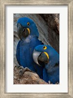 Brazil, Pantanal Wetlands, Hyacinth Macaw Mated Pair On Their Nest In A Tree Fine Art Print