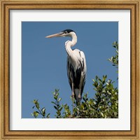 Brazil, Pantanal, Cocoi Heron Fine Art Print