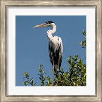 Brazil, Pantanal, Cocoi Heron Fine Art Print