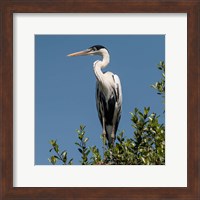 Brazil, Pantanal, Cocoi Heron Fine Art Print