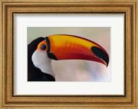 Brazil, The Pantanal Wetland, Toco Toucan In Early Morning Light Fine Art Print