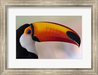 Brazil, The Pantanal Wetland, Toco Toucan In Early Morning Light Fine Art Print
