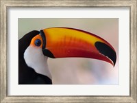 Brazil, The Pantanal Wetland, Toco Toucan In Early Morning Light Fine Art Print