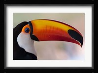 Brazil, The Pantanal Wetland, Toco Toucan In Early Morning Light Fine Art Print